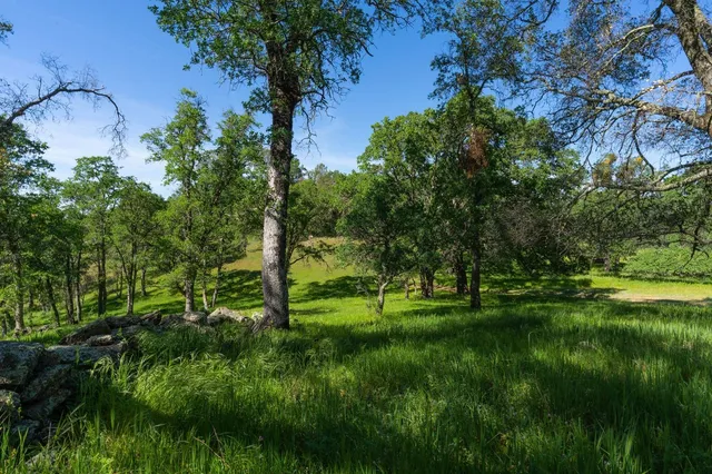 a view of grassy field with trees