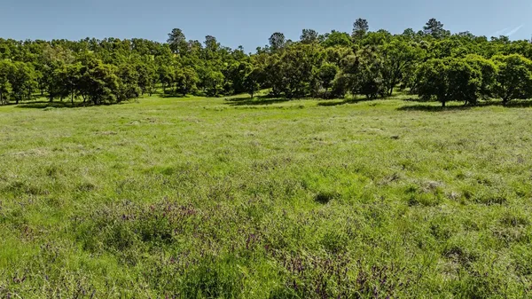 a view of a field of grass and trees