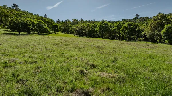 a view of a yard with a tree