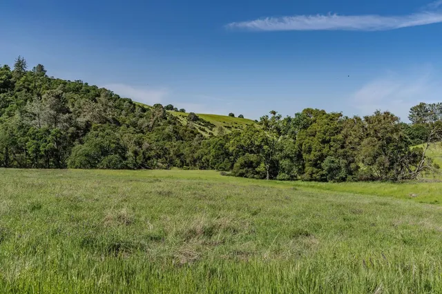 a view of a field with a tree in the background
