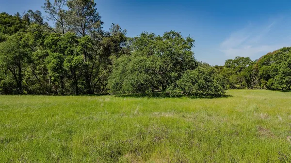 a view of field with tall trees