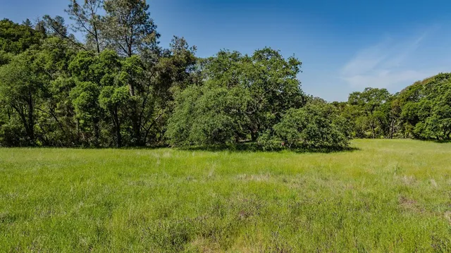 a view of field with tall trees