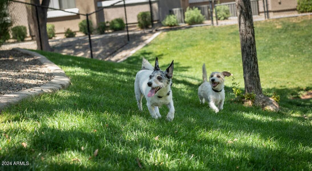 7850 West McDowell Road, Unit 2 Phoenix, AZ 85035 - Photo 14 of 15 Dog Park