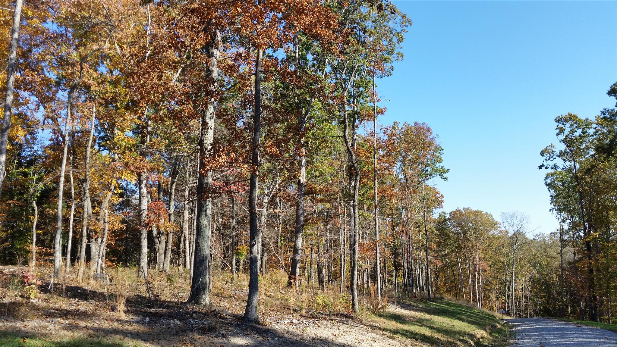 1 Rose Ridge Fairview, TN 37062 - Photo 4 of 8 a view of a park that has large trees