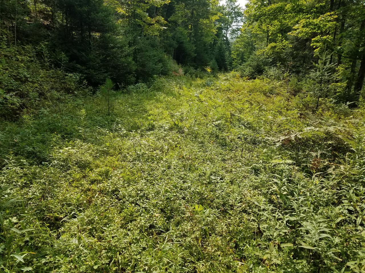 On Bald Eagle Road Presque Isle, WI 54557 - Photo 18 of 33 Gallery Image 18