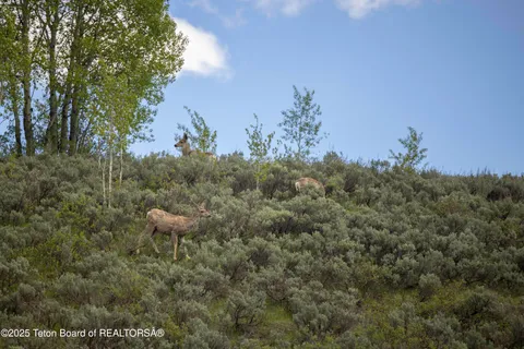 $450,000 | Lot 6 Mininger Road, Alpine, WY 83128