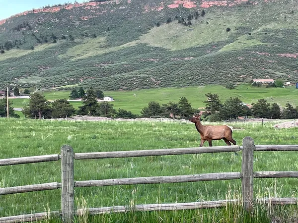 $1,475,000 | 294 Wedge Rock Drive, Lyons, CO 80540