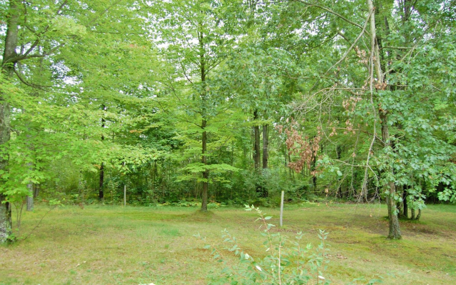 6978 Taft Road Mecosta, MI 49332 - Photo 20 of 20 20. Woods