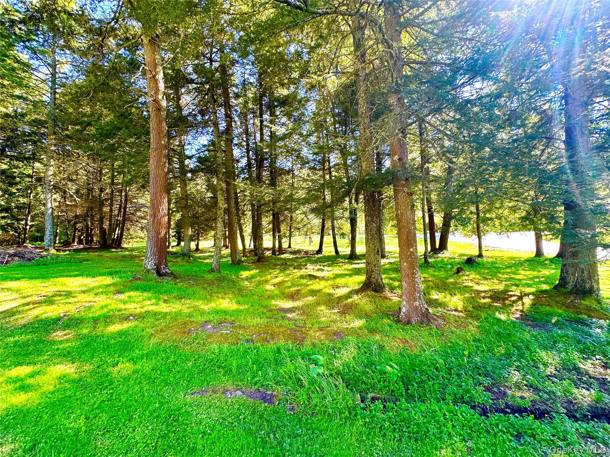12 Mesmer Hill Road Callicoon, NY 12723 - Photo 17 of 18 a view of yard with trees