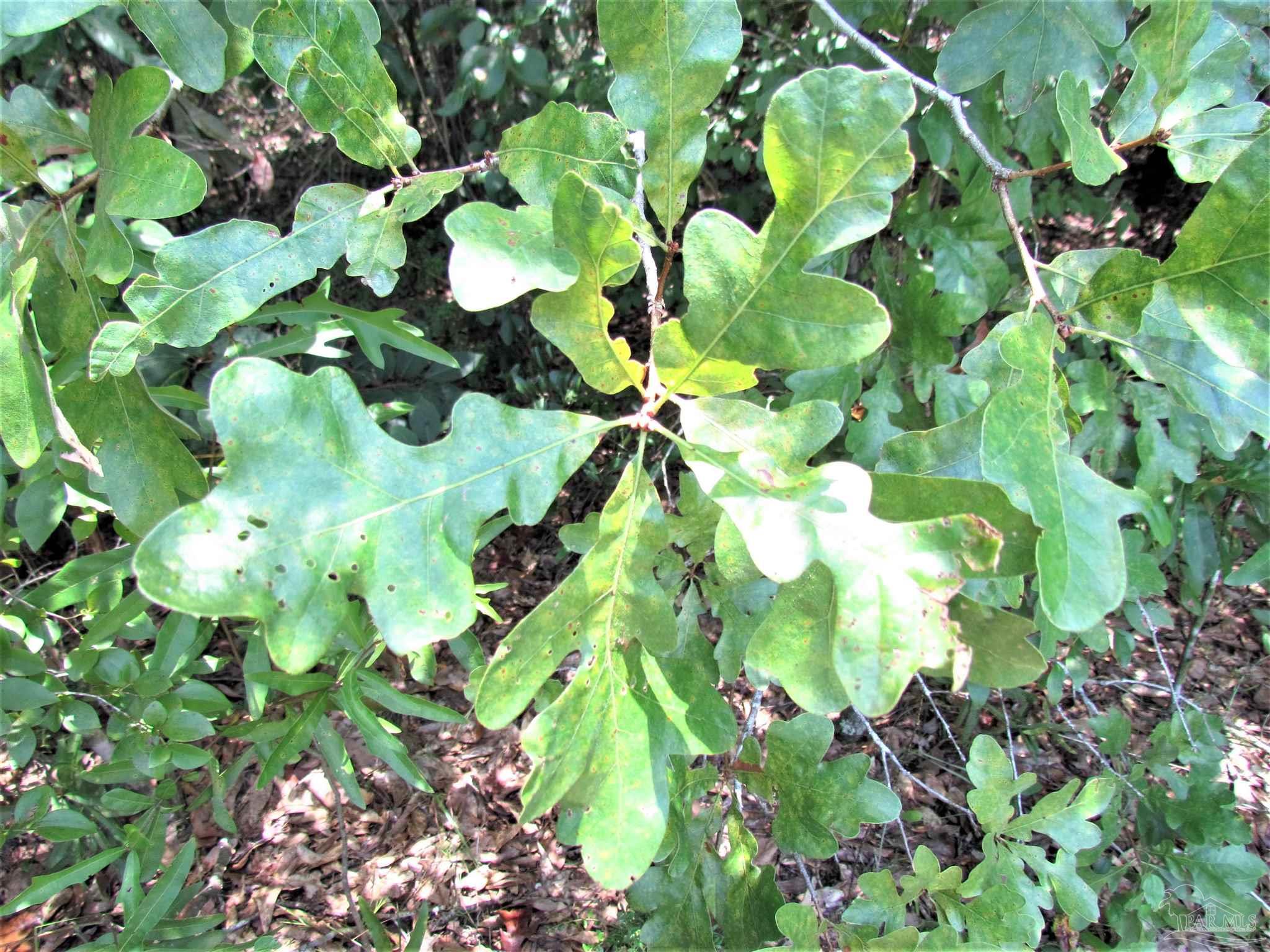 874 Jacobs Way Cantonment, FL 32533 - Photo 6 of 8