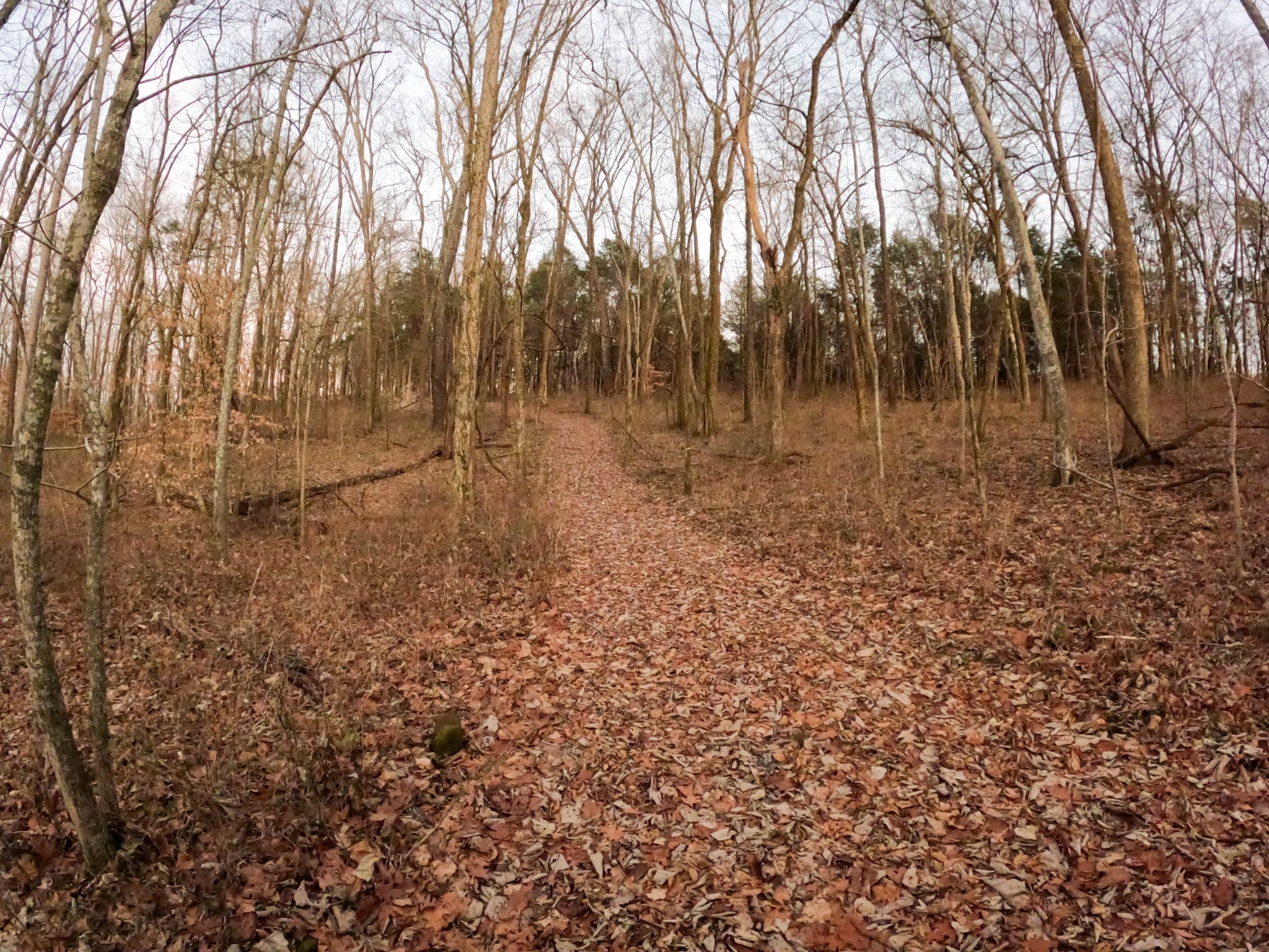 1245 Craig Moore Road Lewisburg, TN 37091 - Photo 53 of 69 Gallery Image 53