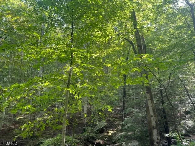 a view of a lush green forest