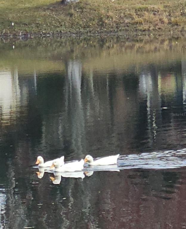 5612 Baker Road New Port Richey, FL 34653 - Photo 63 of 71