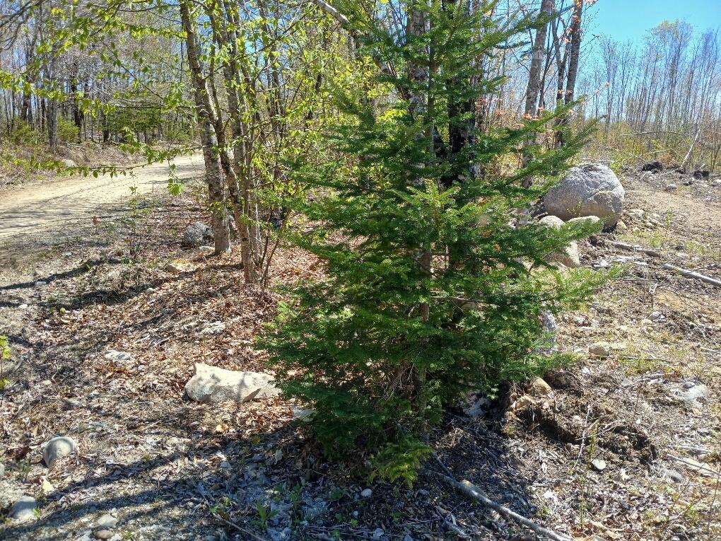 40 B Eleanor Mae Road/ Road Deblois, ME 04622 - Photo 10 of 10 20250513_121328_resized_1