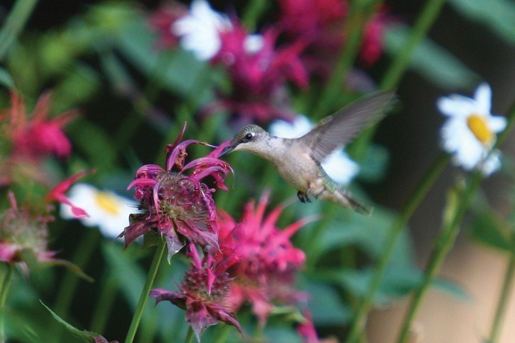 63 Suffolk Road Wellesley, MA 02481 - Photo 23 of 24 a view of a flower