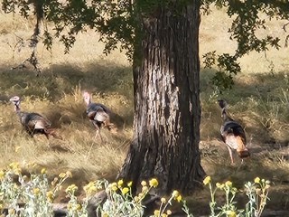 800 Schumann Road Stonewall, TX 78671 - Photo 3 of 27 a picture of tree
