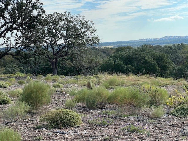 800 Schumann Road Stonewall, TX 78671 - Photo 8 of 27 a view of a lush green forest with lots of trees