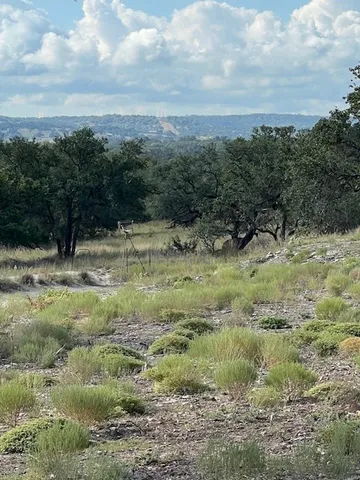 a view of a yard with a tree