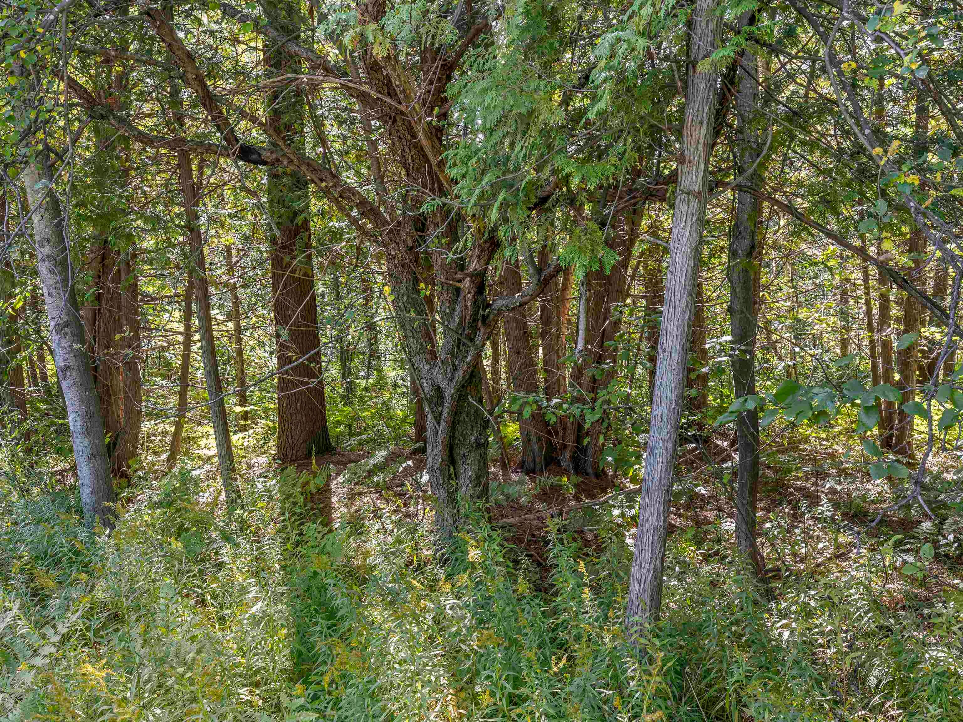 Parcel A Yates Road Copemish, MI 49625 - Photo 6 of 10 Gallery Image 6