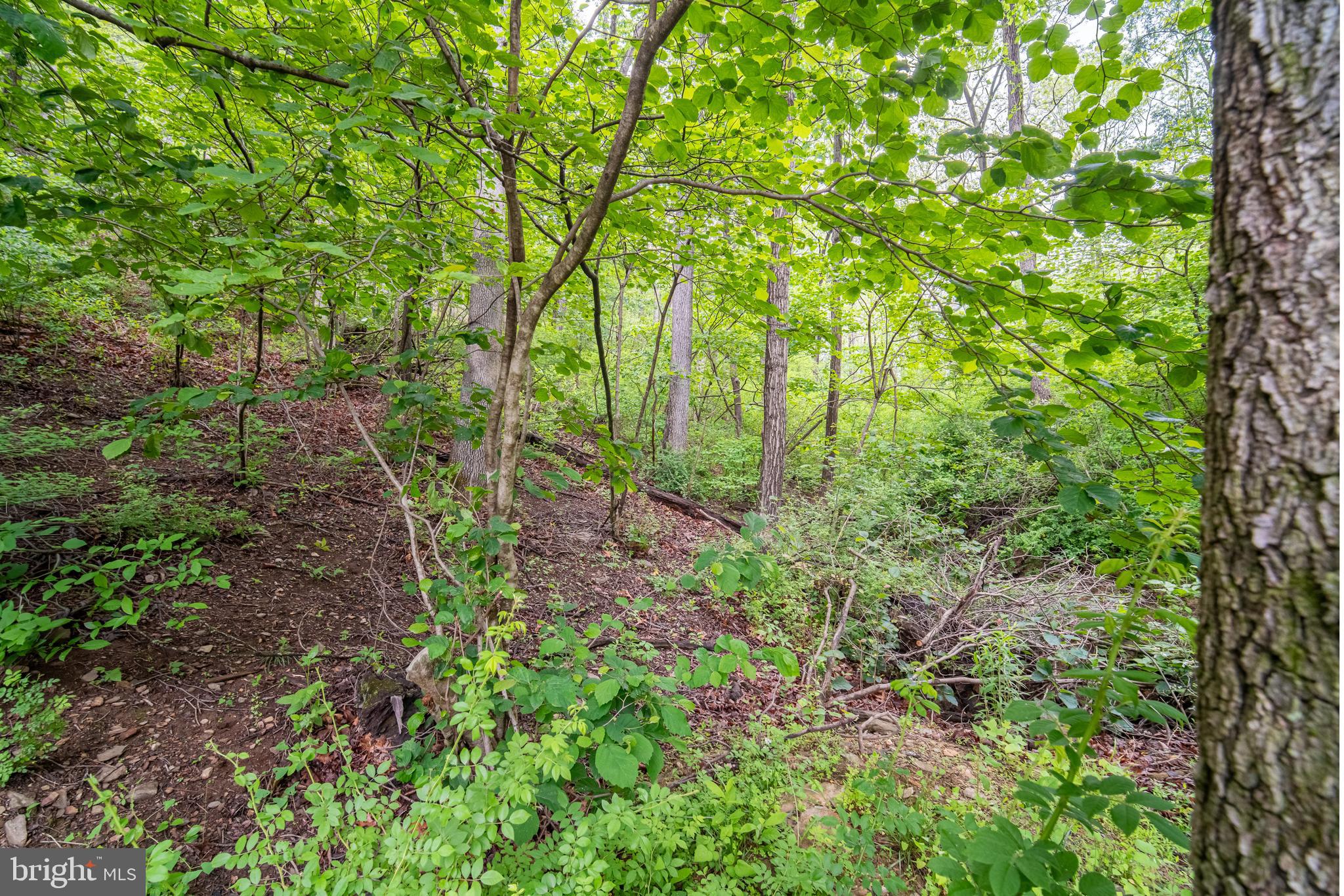 13127 Manor Furnace Road Brogue, PA 17309 - Photo 62 of 78 a backyard of a house with lots of green space