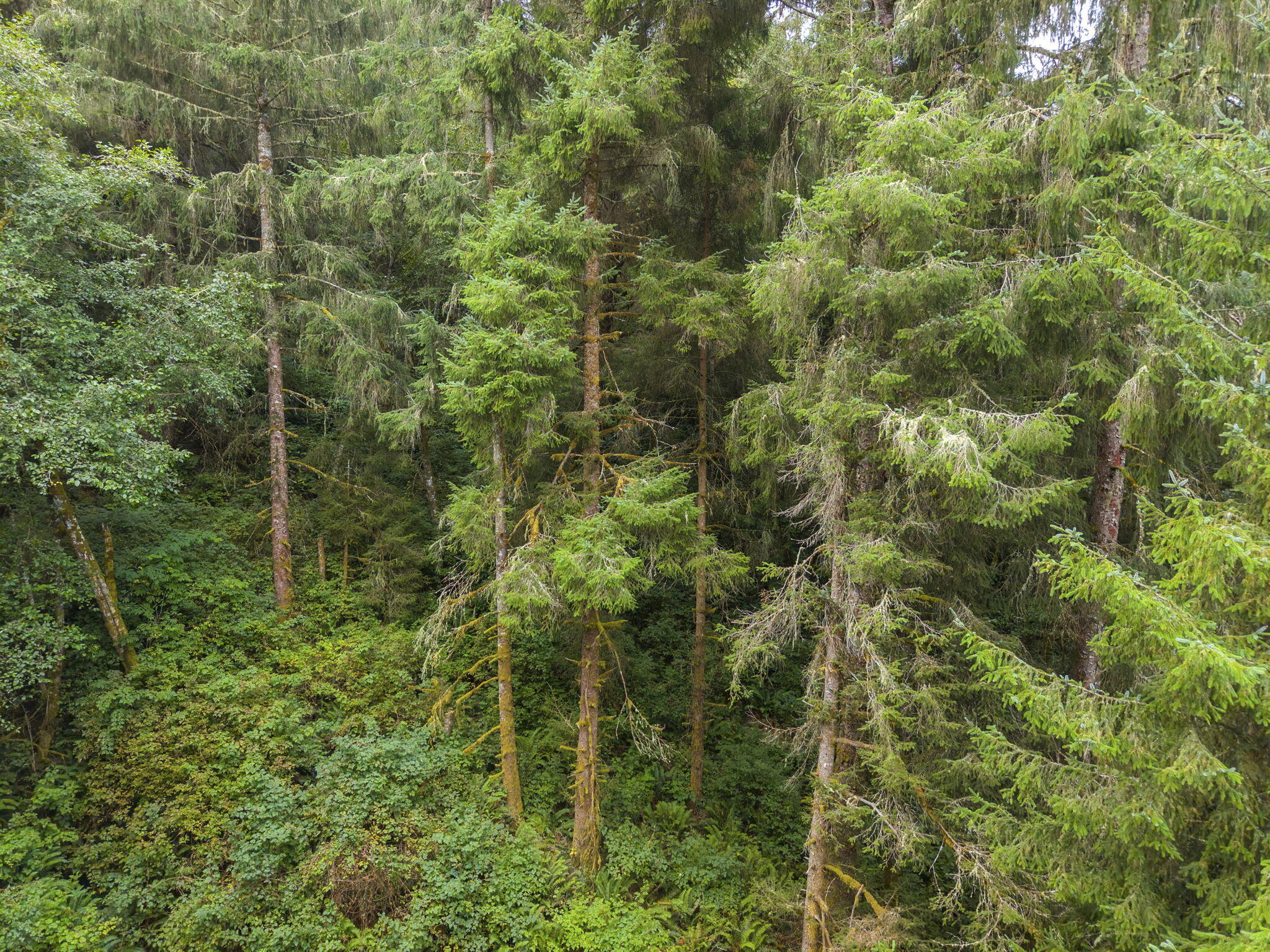 0 Williams Creek Road Ferndale, CA 95536 - Photo 11 of 13