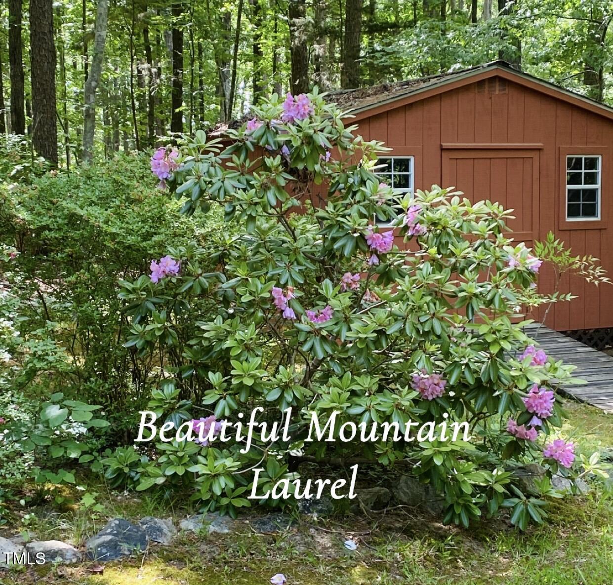 5825 Scalybark Road Durham, NC 27712 - Photo 27 of 44 Mountain Laurel Pics
