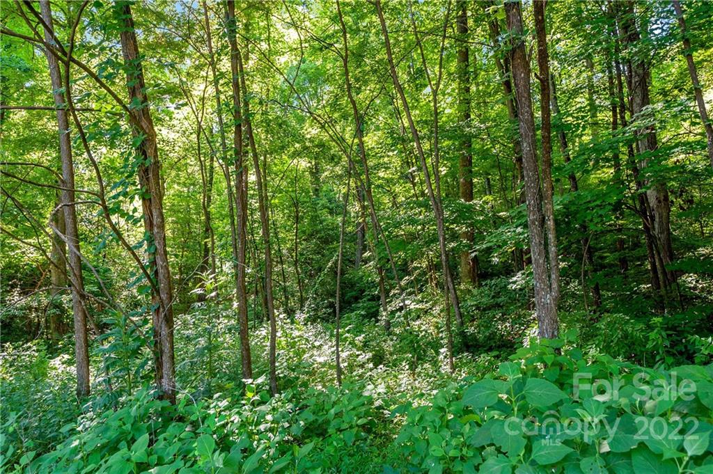 913 Mulberry Road Old Fort, NC 28762 - Photo 15 of 23 Gallery Image 15