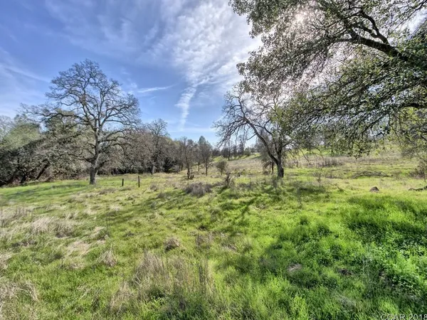 a view of backyard with large trees