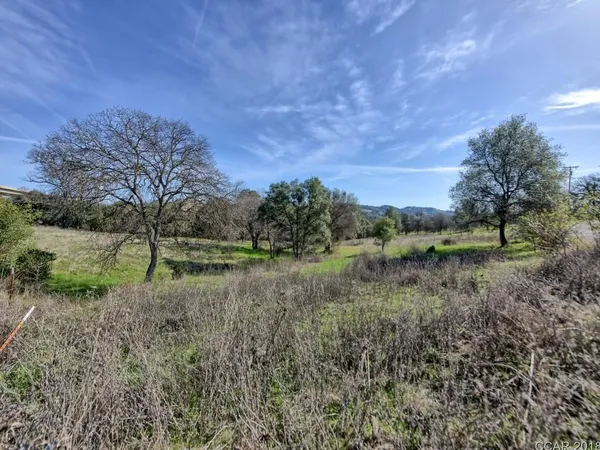 a view of a forest filled with trees