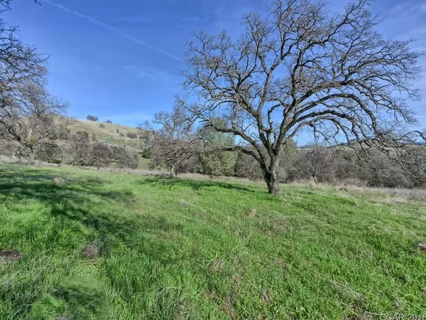 a view of a forest filled with trees