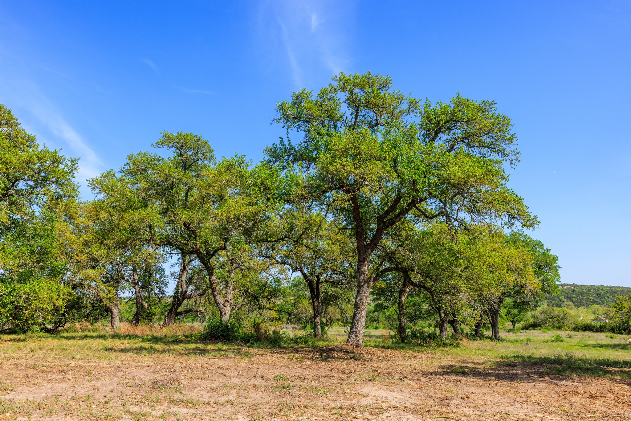 Lot 2 Byrd Ranch Road Johnson City, TX 78636 - Photo 28 of 40 View of nature