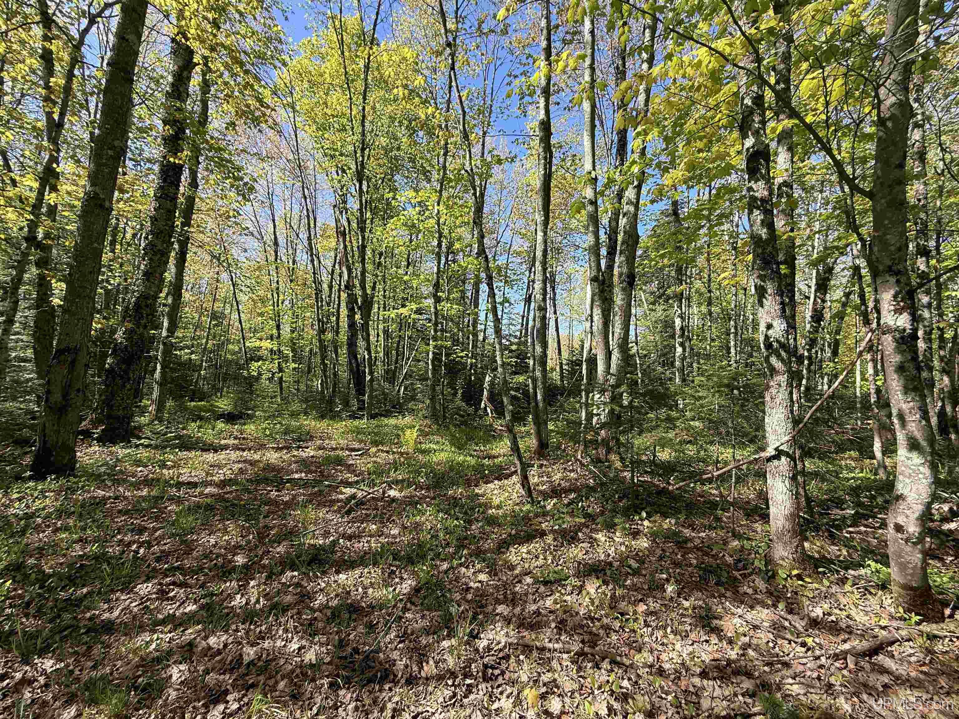 Langford Lake Road Watersmeet, MI 49969 - Photo 8 of 23