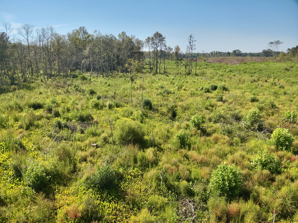 Undisclosed Address Slocomb, AL 36375 - Photo 7 of 23