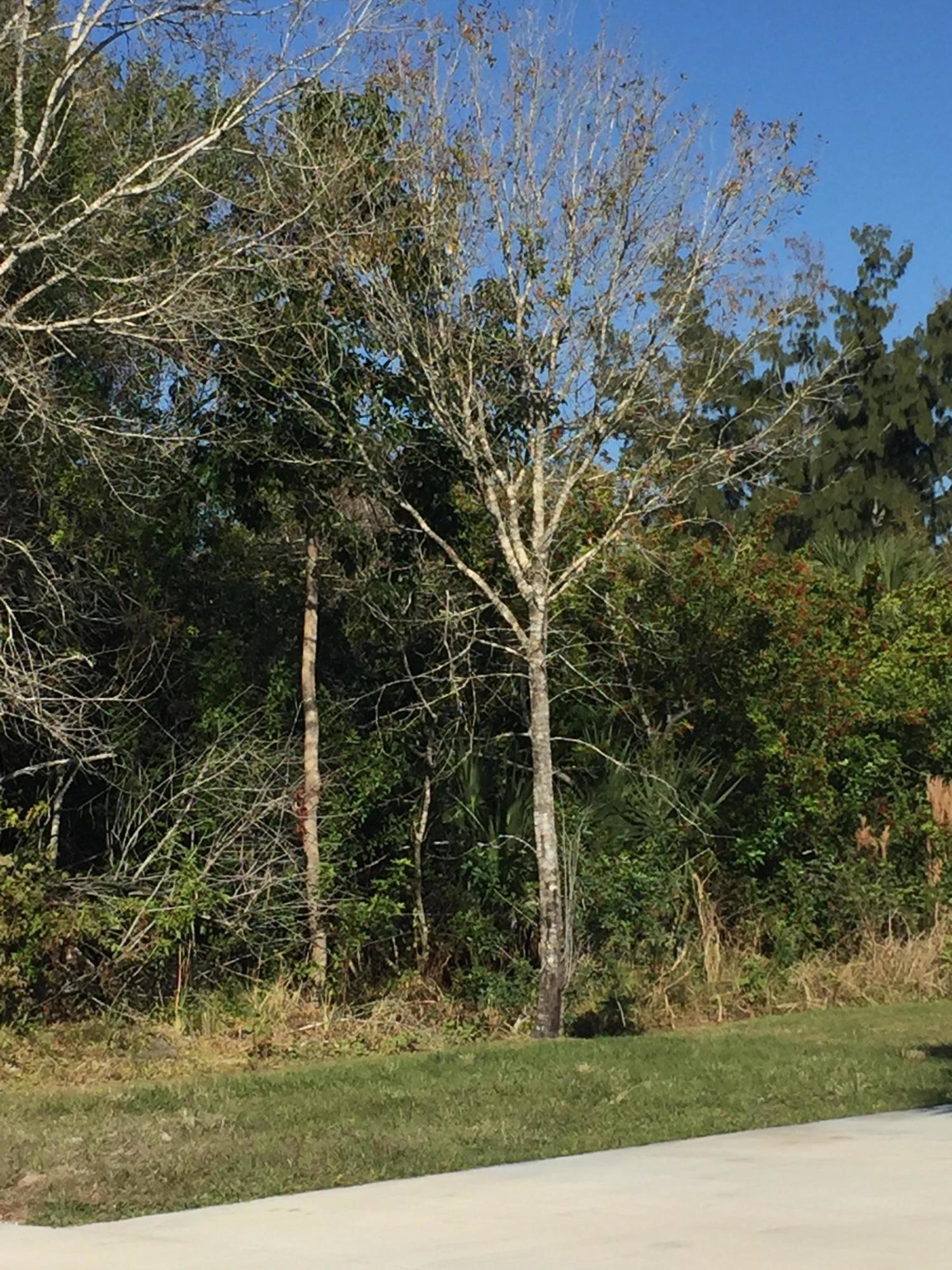 9345 154th Road North Jupiter, FL 33478 - Photo 2 of 2 IMG_8452