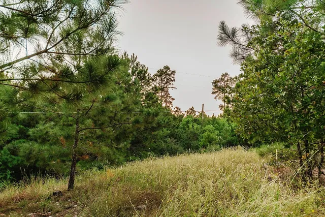 a view of a forest filled with trees