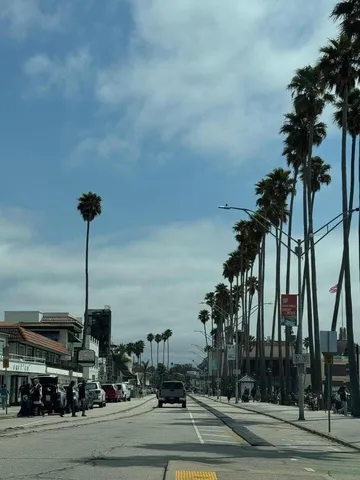 a view of tall trees