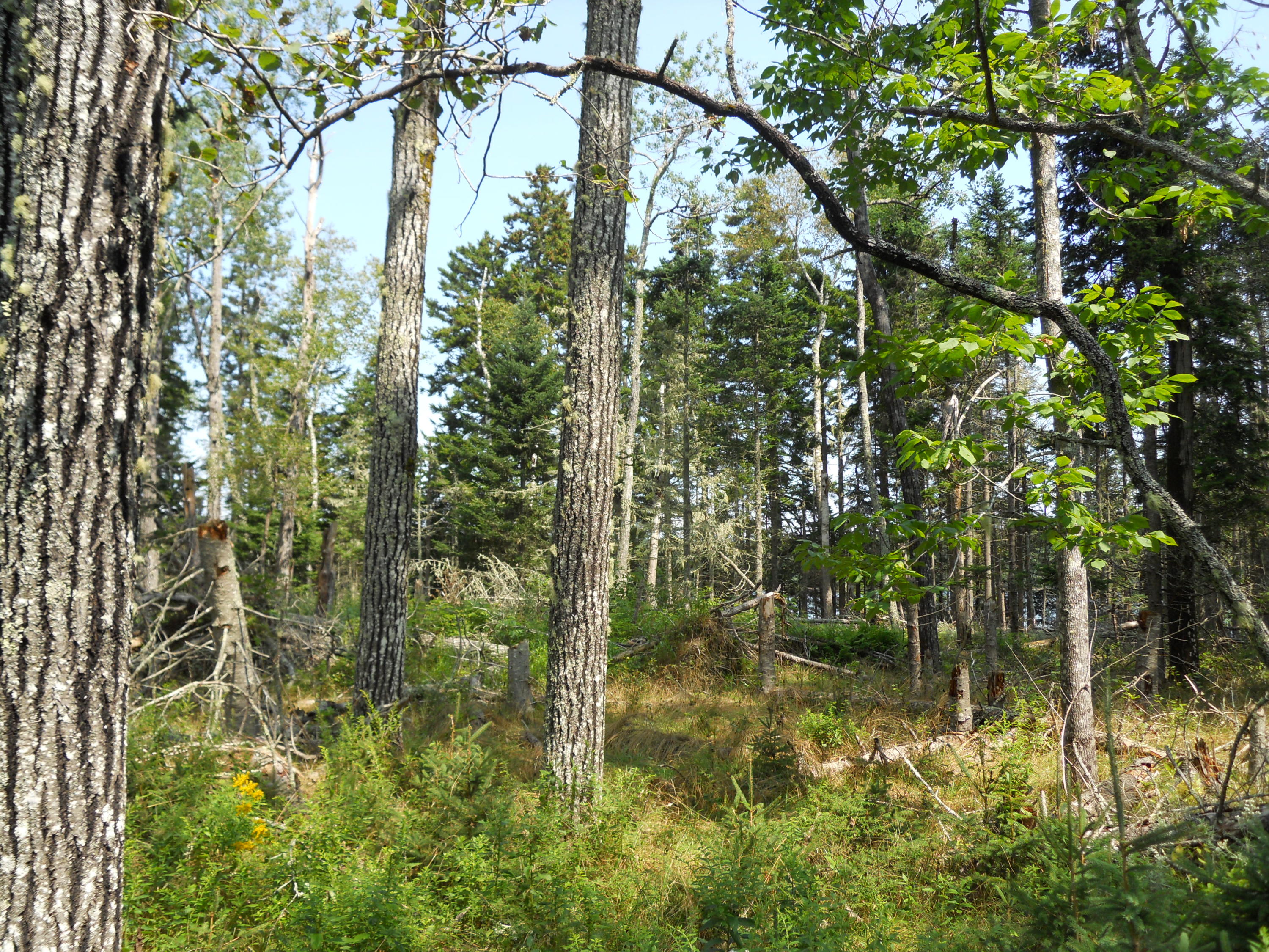 25-21 Ryder Road Islesboro, ME 04848 - Photo 13 of 27 Site