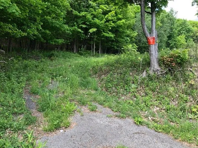 a view of a garden with plants and large trees