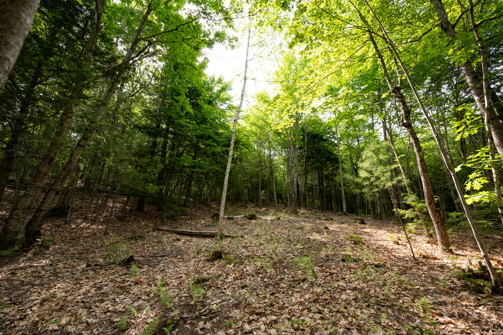 237-001 Hopper Road Acton, ME 04001 - Photo 18 of 19 DSC_2395