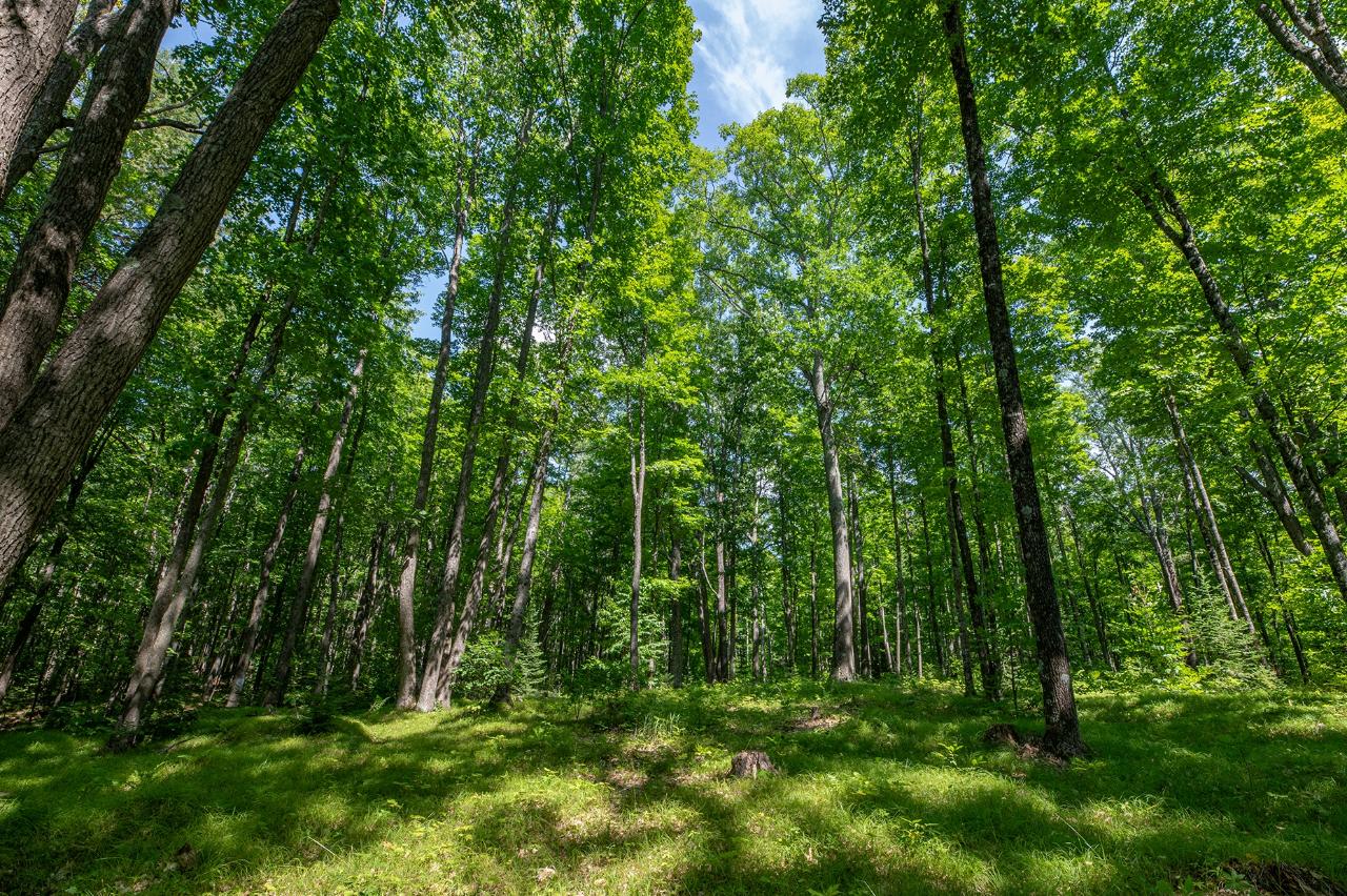 Lot 6 East Anvil Lake Road Eagle River, WI 54521 - Photo 9 of 22 Gallery Image 9