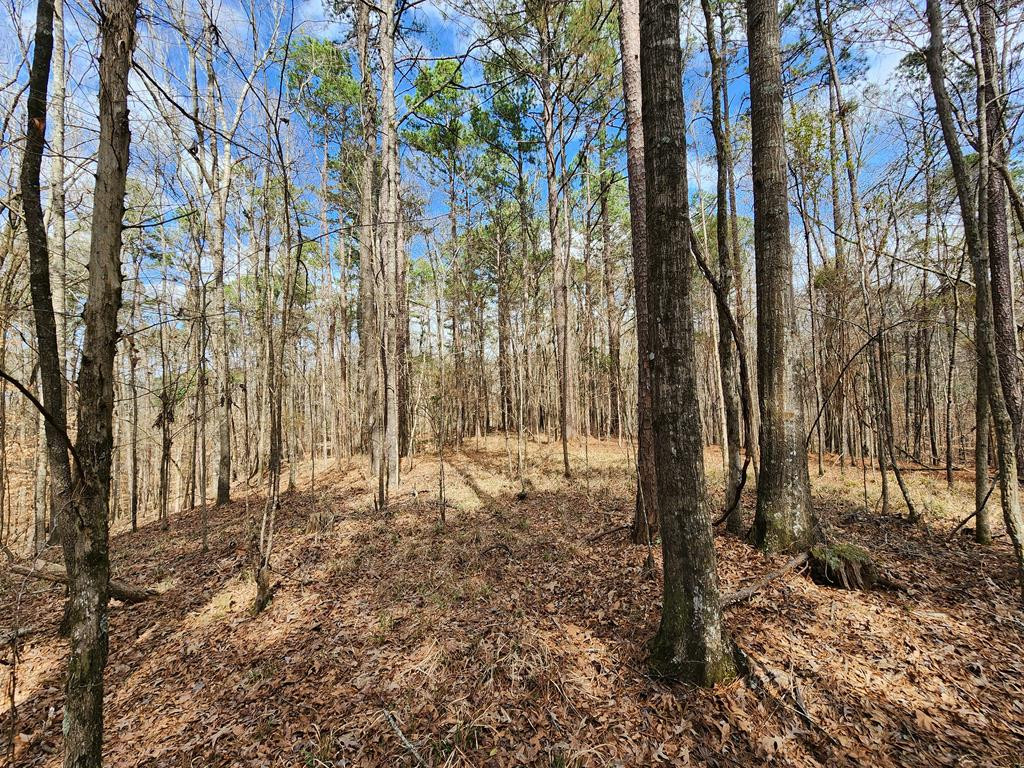 0 Burney Road Hazlehurst, MS 39083 - Photo 12 of 31 Photo 12