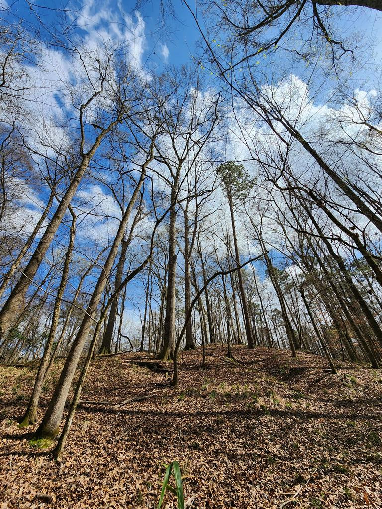 0 Burney Road Hazlehurst, MS 39083 - Photo 18 of 31 Photo 18