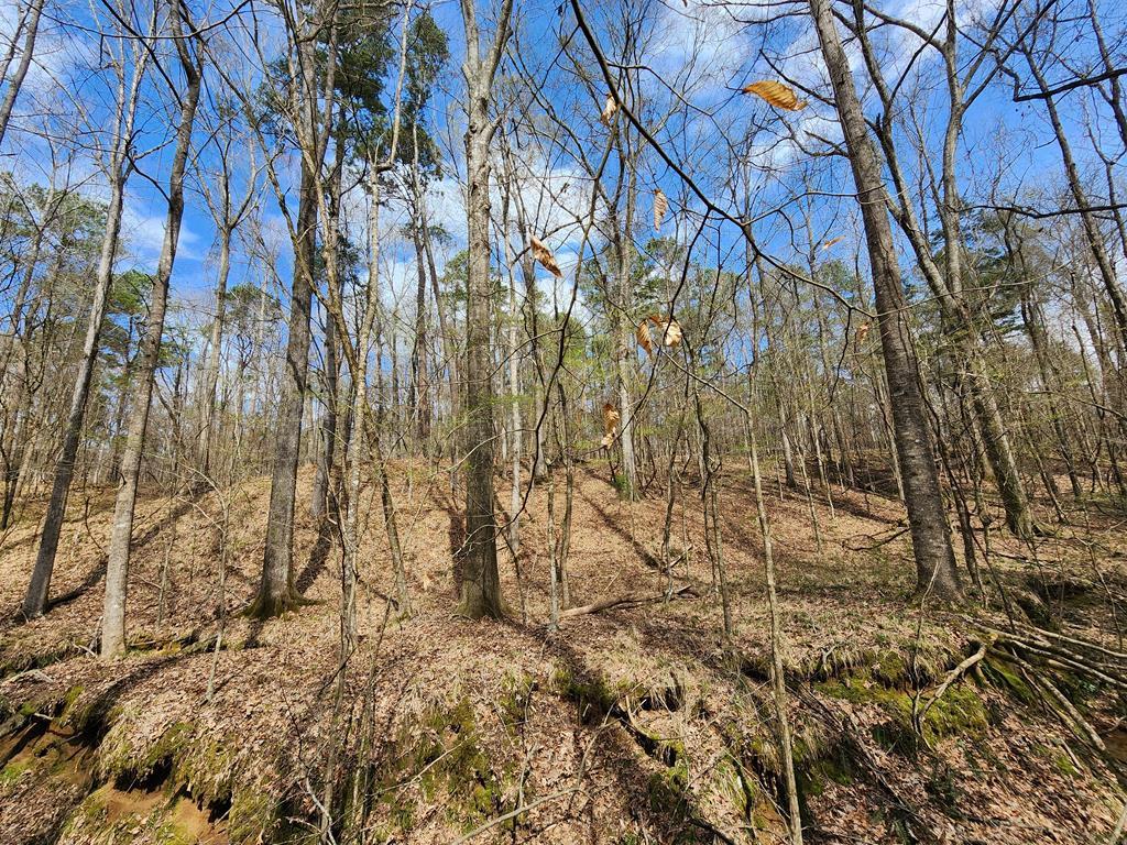 0 Burney Road Hazlehurst, MS 39083 - Photo 24 of 31 Photo 24