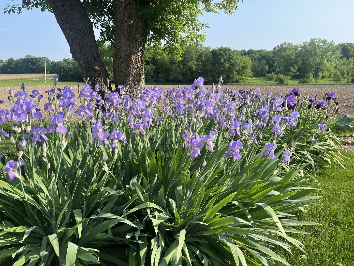 28007 Brickville Road Sycamore, IL 60178 - Photo 35 of 39 a view of a flower in a garden