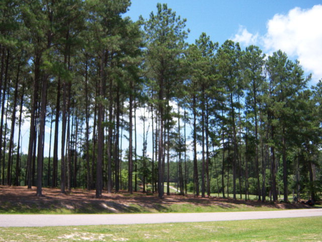 30241 East Lake Road Wagram, NC 28396 - Photo 10 of 11 Additional Photo