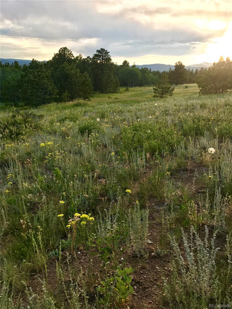 918 Ridge Road Nederland, CO 80466 - Photo 35 of 35 a view of a lush green forest with lush green forest