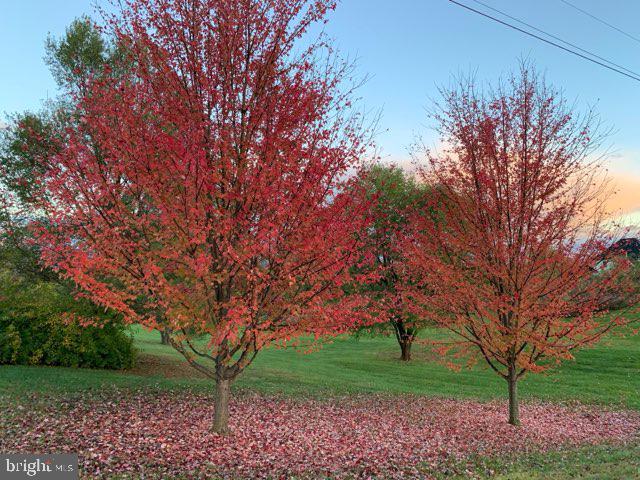252 Punkin Ridge Drive Clear Brook, VA 22624 - Photo 7 of 80 a view of a backyard with large trees