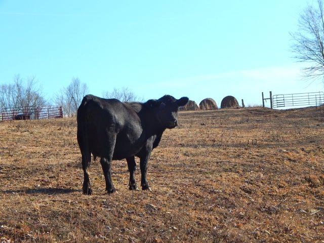 881 Coaling Road Charlotte, TN 37036 - Photo 20 of 20