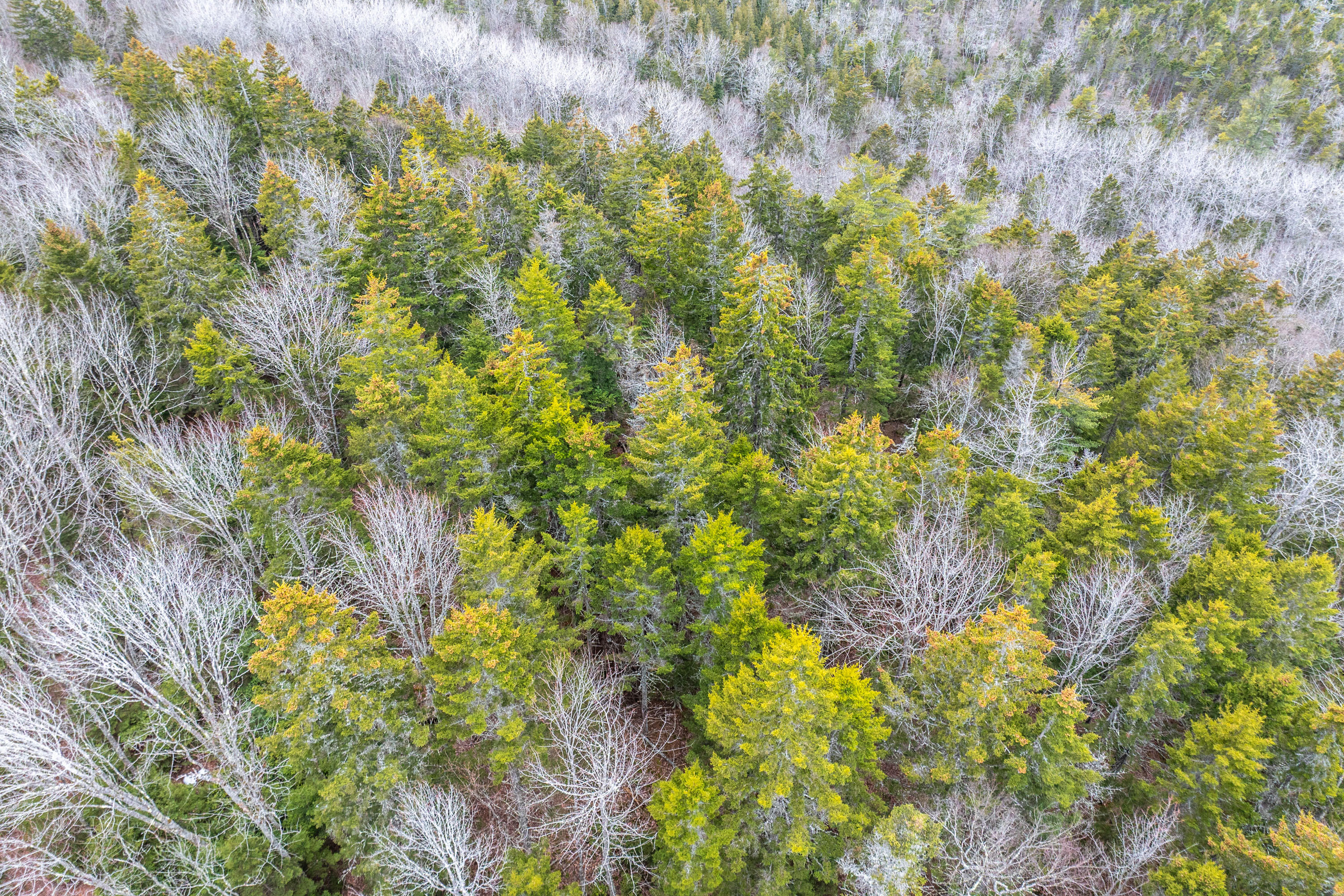 237 Knights Pond Road Northport, ME 04849 - Photo 12 of 29 DJI_20260402170314_0468_D