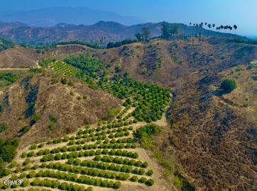 0 Foothill Road Santa Paula, CA 93060 - Photo 8 of 9 a view of a lush green forest with mountains in the background